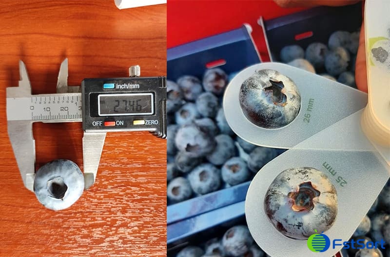 images/1713427096956manual sorting blueberry.jpg